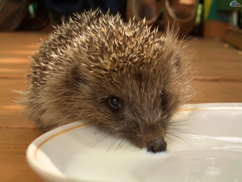 708802_animals_311.jpg
