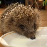 708802_animals_311