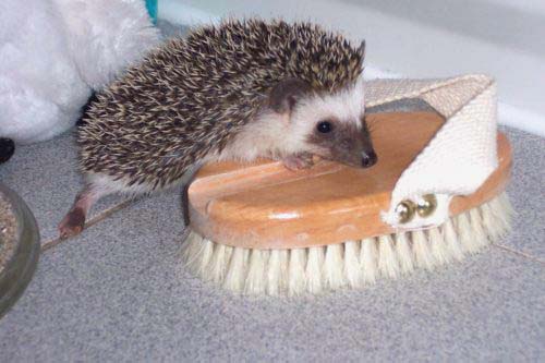 CactusBrosse.jpg