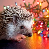 Christmashedgehogs1