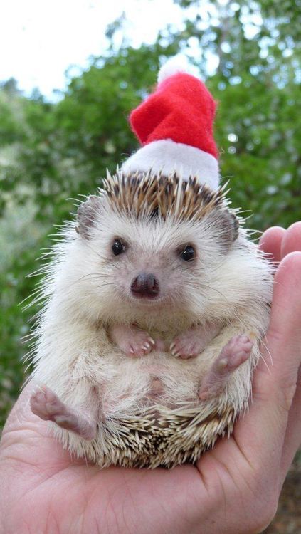 Christmashedgehogs2.jpg
