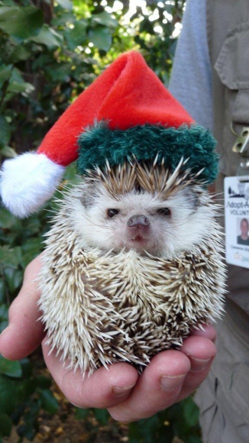 Christmashedgehogs3.jpg