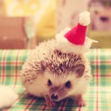 Christmashedgehogs4
