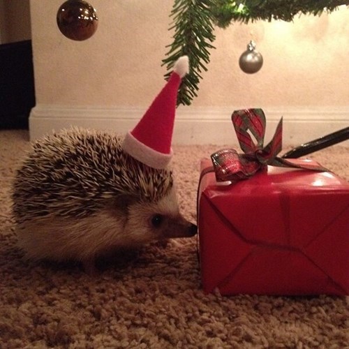 Christmashedgehogs5.jpg
