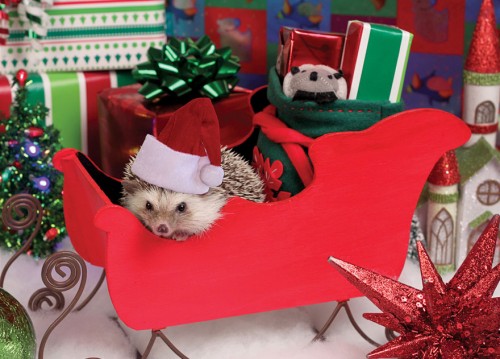 Christmashedgehogs6.jpg