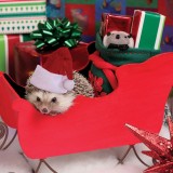Christmashedgehogs6
