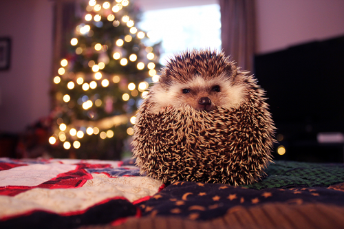 Christmashedgehogs7.png
