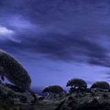 F010020