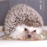 Spike