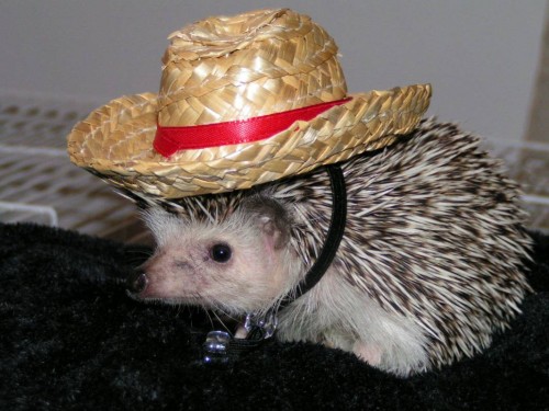 calvin_ready_for_the_rodeo.jpg