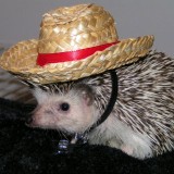 calvin_ready_for_the_rodeo