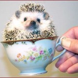 cup