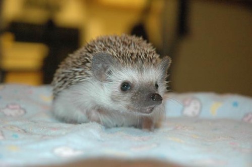 February2007 rogue