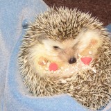 hedgehog_003