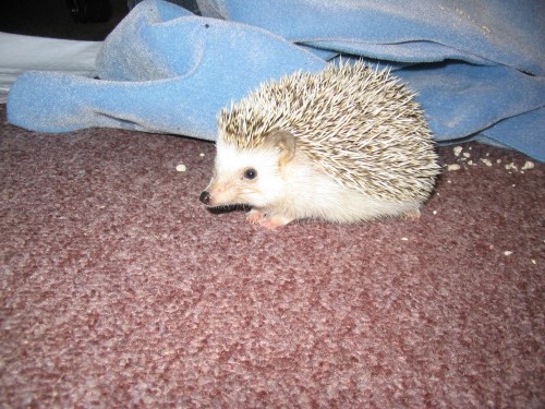 hedgehog_007.jpg