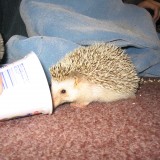 hedgehog_008