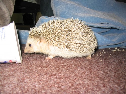 hedgehog_009.jpg