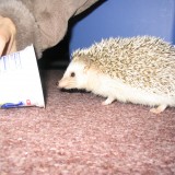 hedgehog_010