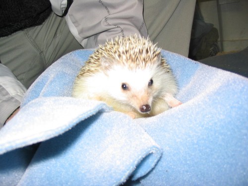 hedgehog_011.jpg