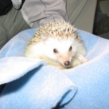 hedgehog_011