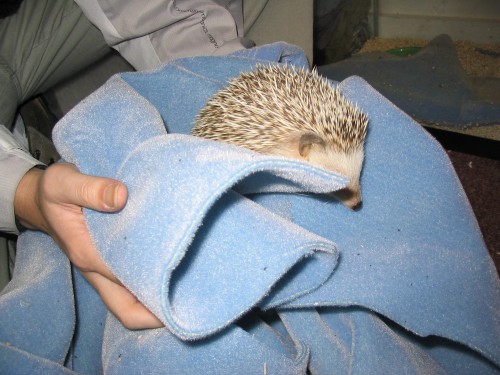 hedgehog_012.jpg