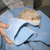 hedgehog_012