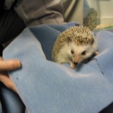 hedgehog_013