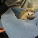 hedgehog_014