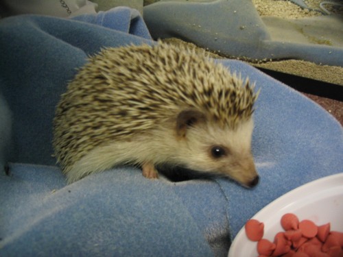 hedgehog_015.jpg