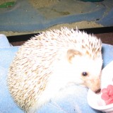 hedgehog_017