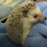 hedgehog_018