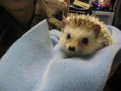 hedgehog_020.jpg
