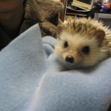 hedgehog_020
