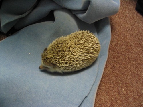 hedgehog_021.jpg