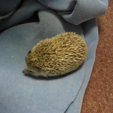 hedgehog_021