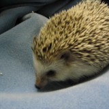 hedgehog_022