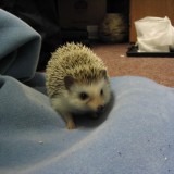 hedgehog_023