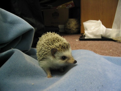 hedgehog_024.jpg
