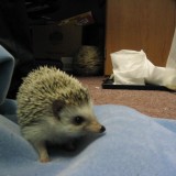 hedgehog_025