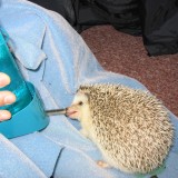 hedgehog_027