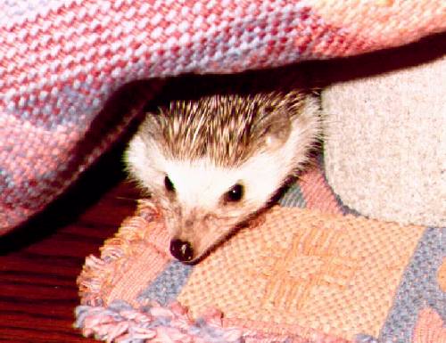 hiding.jpg
