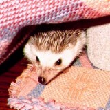 hiding