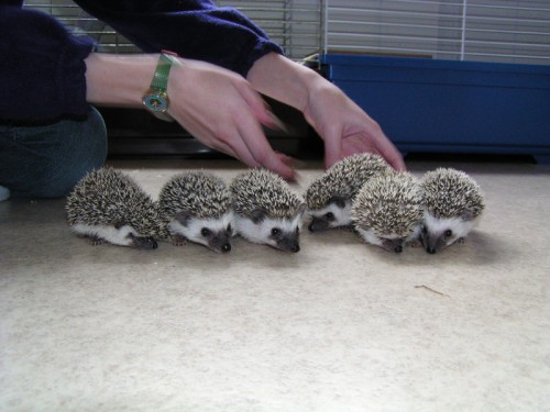 hoglets1.jpg