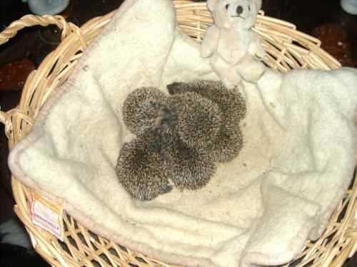 igel1lm6.jpg