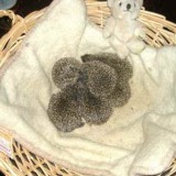 igel1lm6