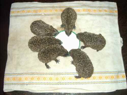 igel2mf8.jpg