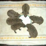 igel2mf8