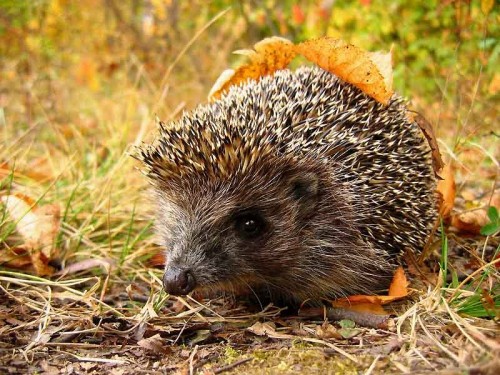 image014.jpg