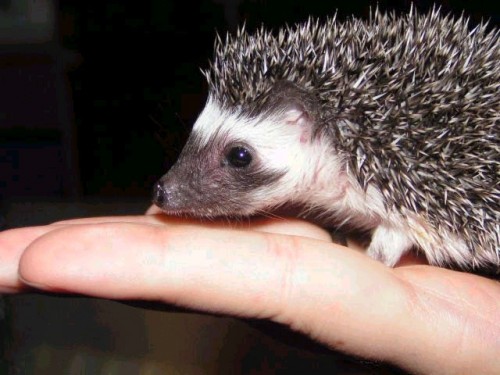 Pihlis