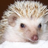 soo_cute